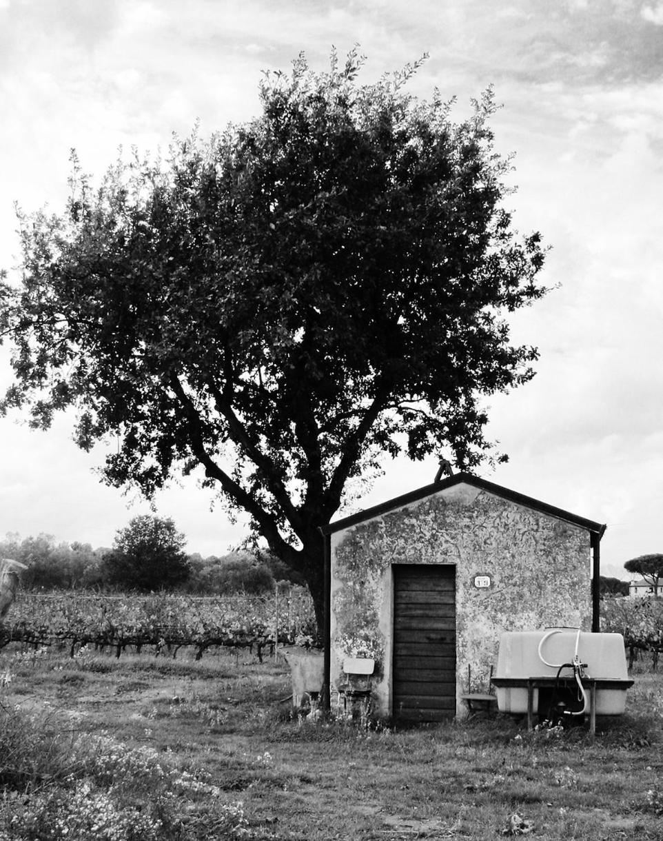 La Cipriana Βίλα Castagneto Carducci Εξωτερικό φωτογραφία